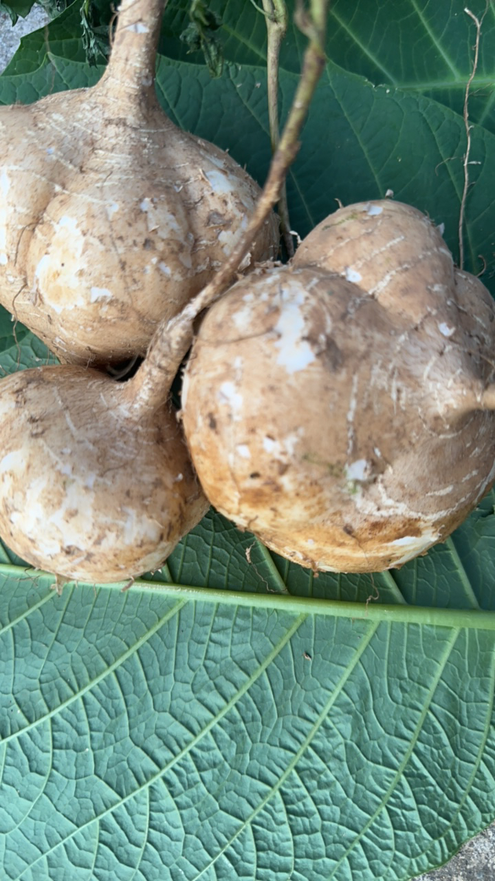 贵州特产沙地萝卜黄泥巴地萝卜凉薯地瓜生吃凉拌