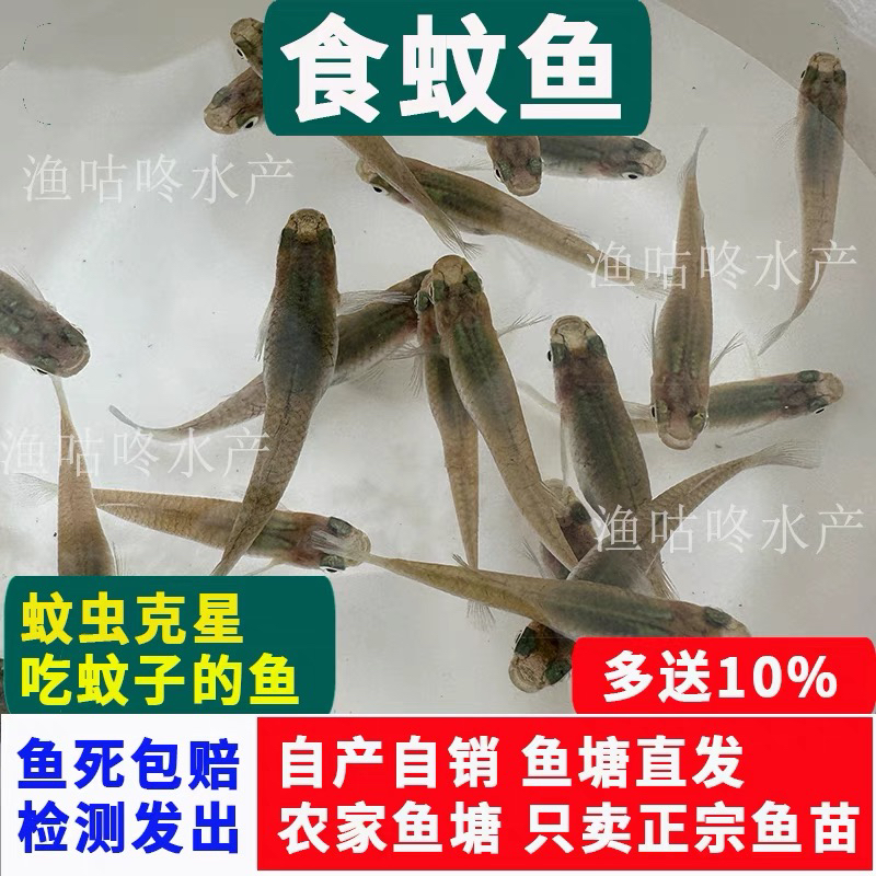 【只卖正品】四川成都优质食蚊鱼大肚鱼饵料鱼水族活体宠物鱼