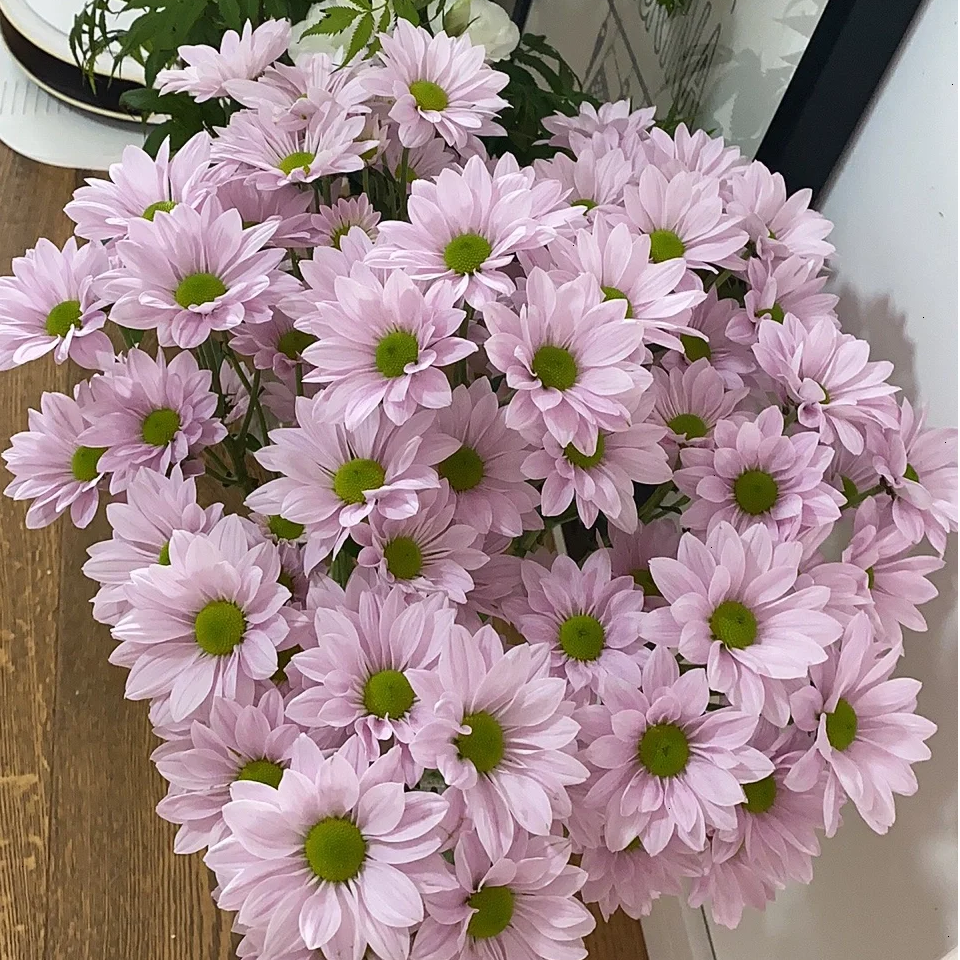 【索芙特】小雏菊 花期久  | 全场任意满两单京东包邮（早市直播）