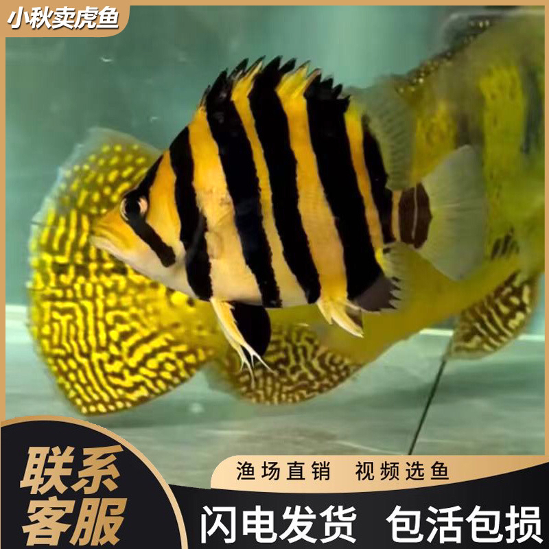 苏门答腊三纹四纹虎鱼热带观赏鱼龙鱼配鱼