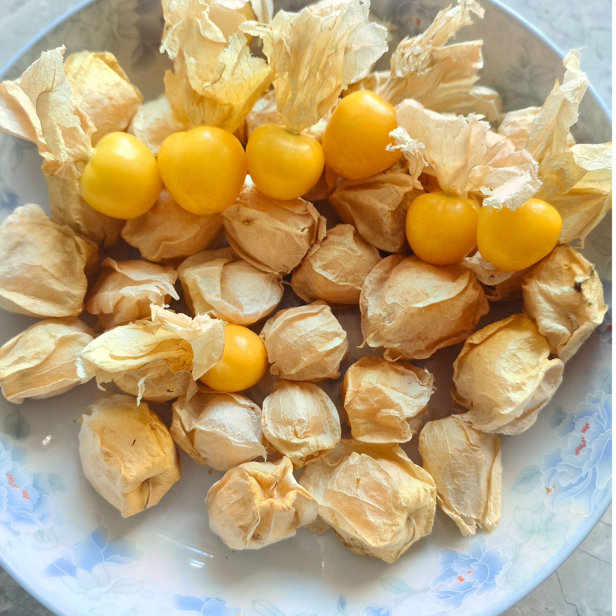 《东北白石沟黄姑娘儿》超甜菇娘果灯笼果姑娘果洋姑娘中果甜口