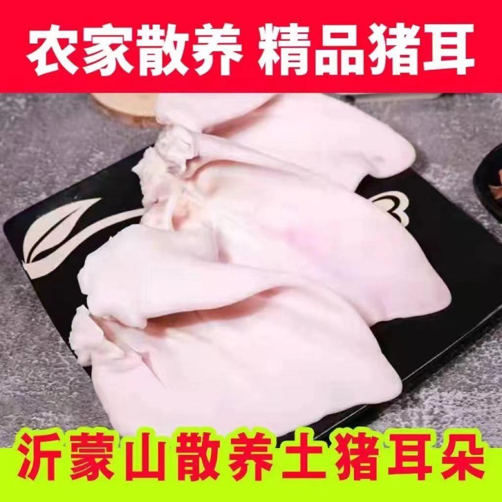 新鲜农家土猪耳朵商用猪耳猪耳片耳朵散养冷冻批发耳尖卤菜耳生猪