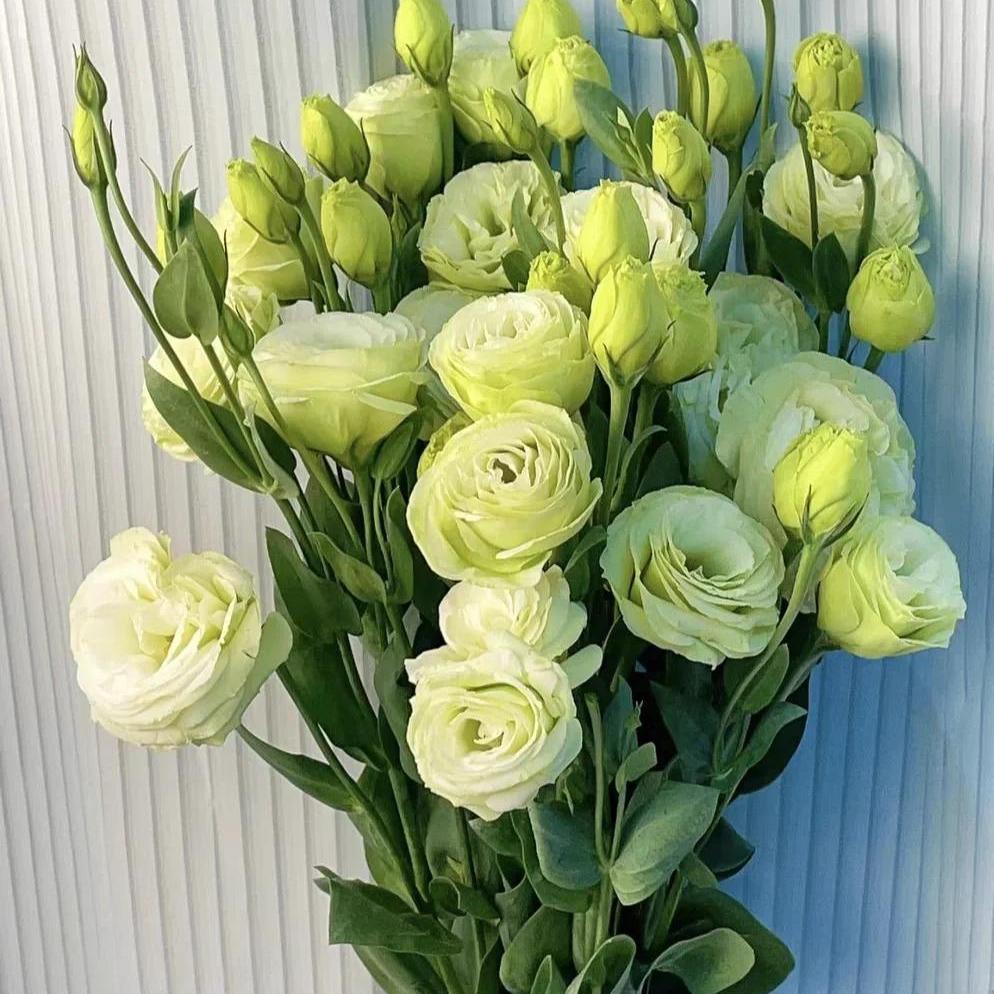 【艳图花卉】（洋桔梗绿色）西洋玫瑰 全场任意两单及以上鲜花包邮