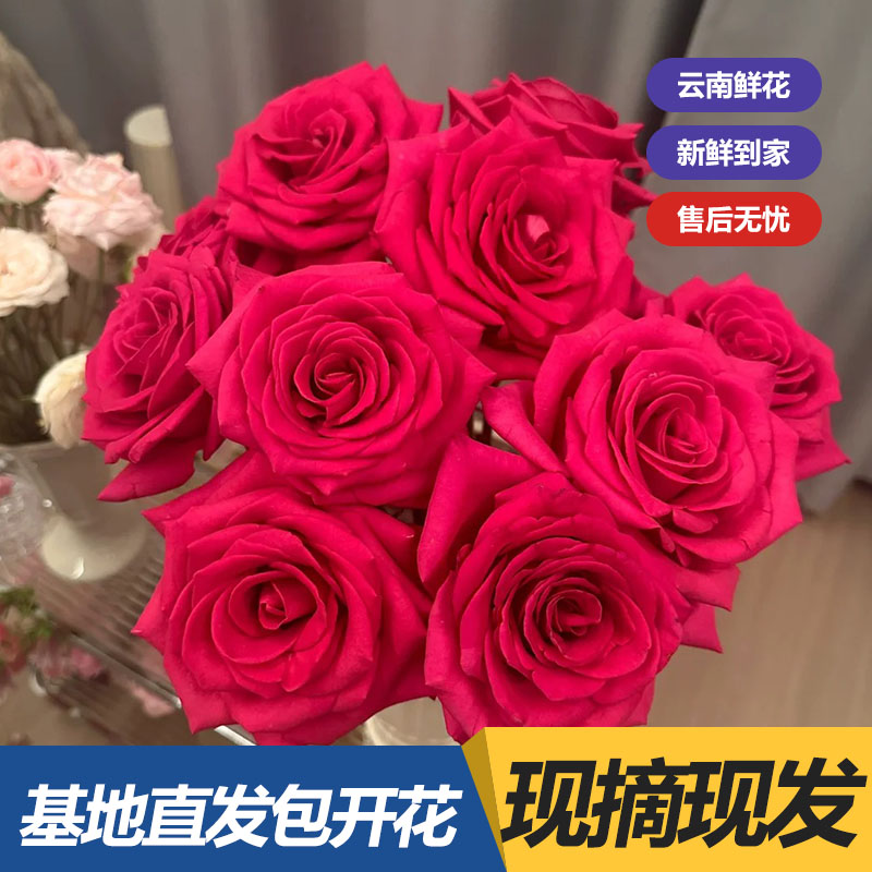 【弗洛伊德】玫瑰花鲜花云南昆明斗南基地花卉直发鲜切花水直播间