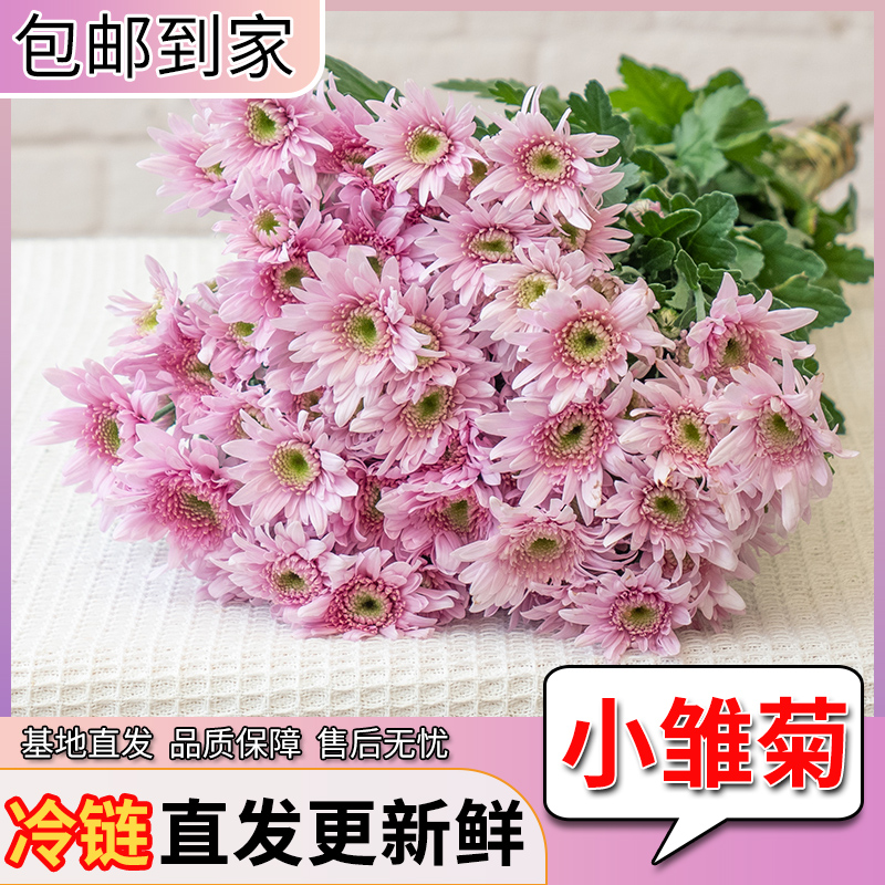 【星花怒放】混色缤纷花期长小菊超长待机包邮小菊鲜切花新鲜浪漫