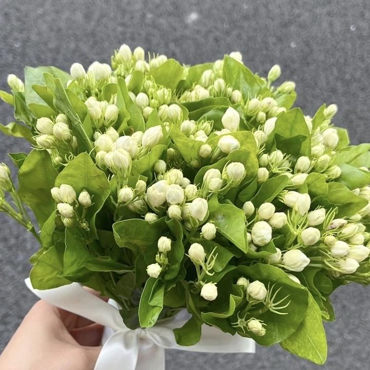 【艳图花卉】（茉莉）清香茉莉鲜花 全场任意两单及以上鲜花包邮