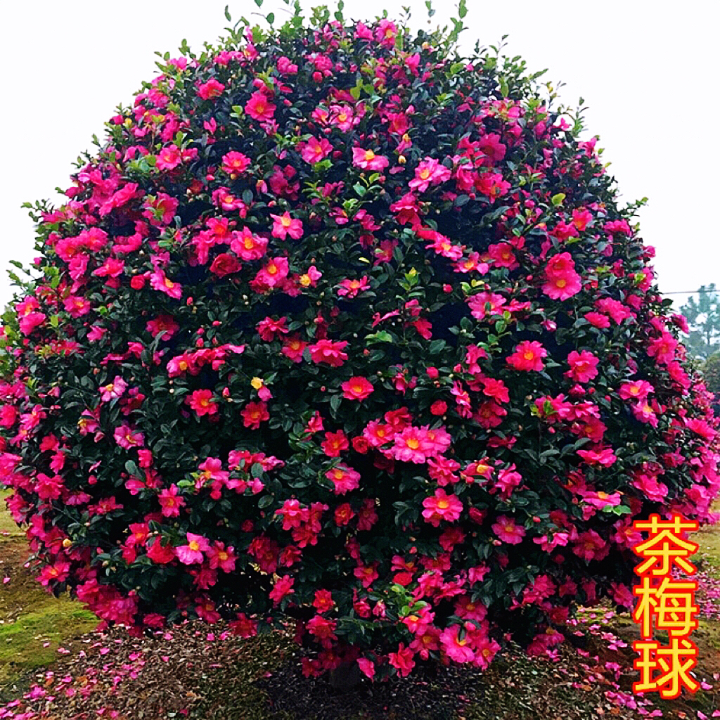 精品茶梅  茶梅球 茶梅树 耐寒花卉  地栽 庭院