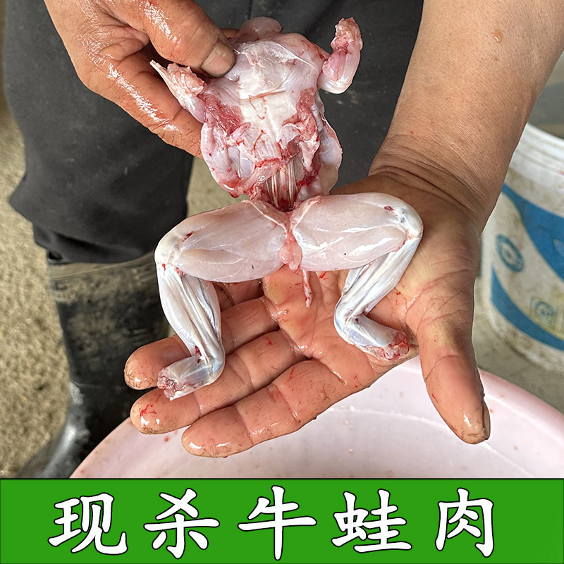 新鲜牛蛙 鲜活现杀牛蛙肉 田鸡肉 青蛙肉