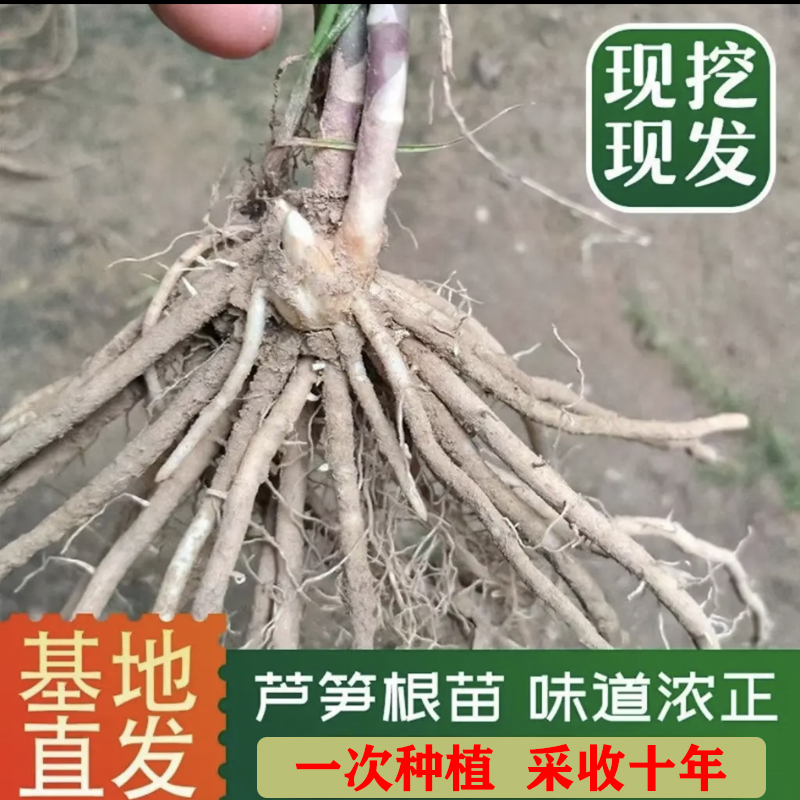 四季芦笋苗耐寒耐热 盆栽地栽均可当年采收绿色正宗鲜嫩种植纯正