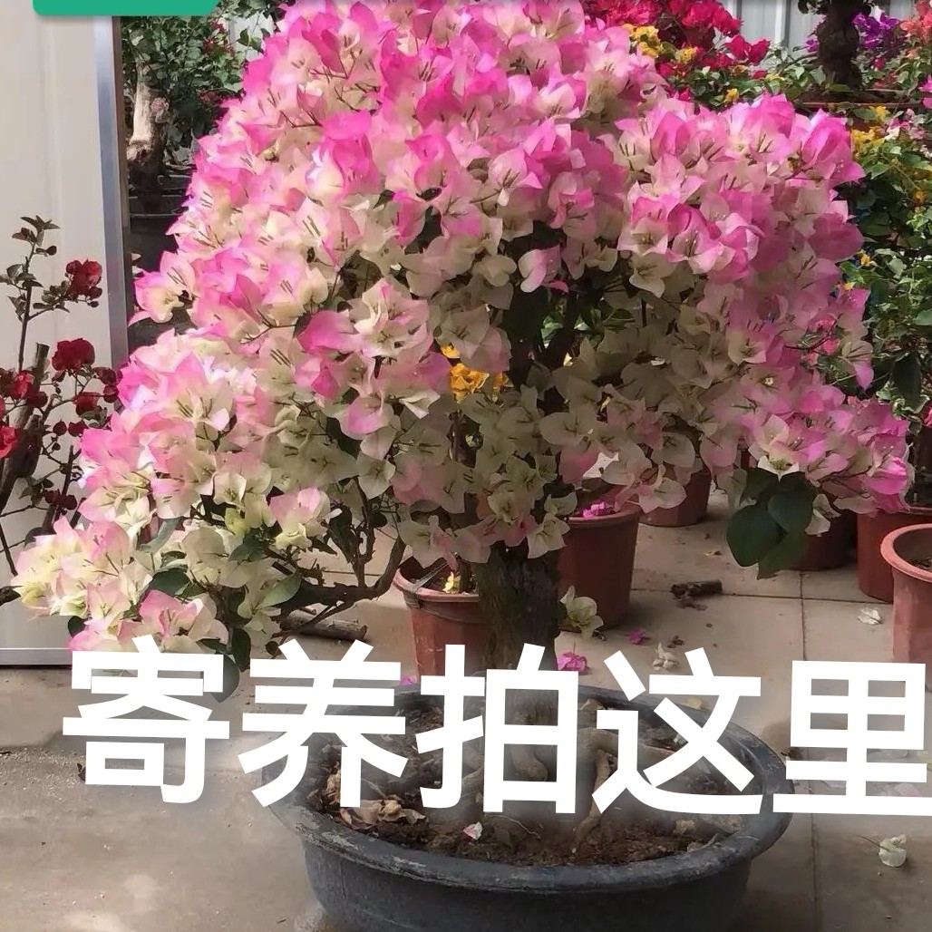 寄养三角梅（一物一拍）