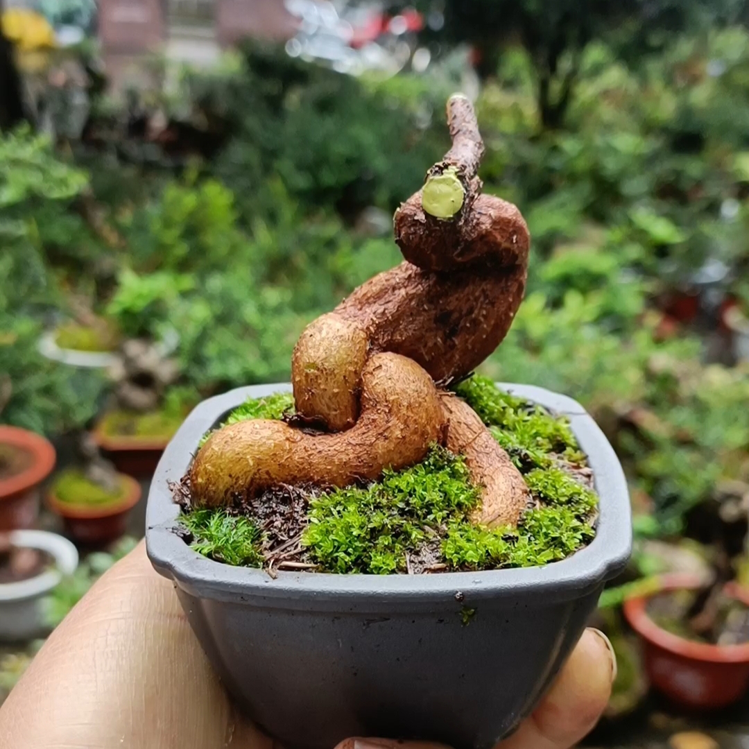 树萝卜盆栽一物一拍（喜欢.私拍随机发货）