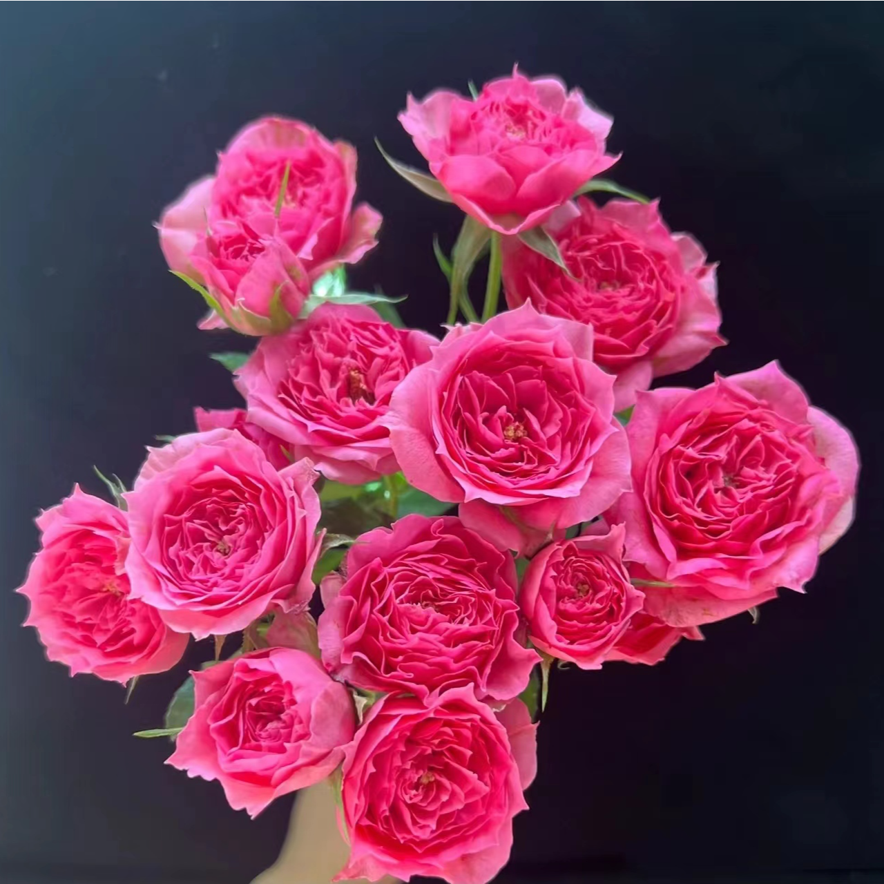 ［云梦泽玫瑰］苏菲宝贝1把，一单包邮，两单以上升级顺丰或京东冷链！