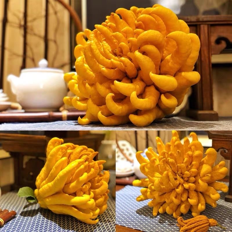 云南佛手果清供观赏家居水培插花新鲜清新绿植 7天售后期