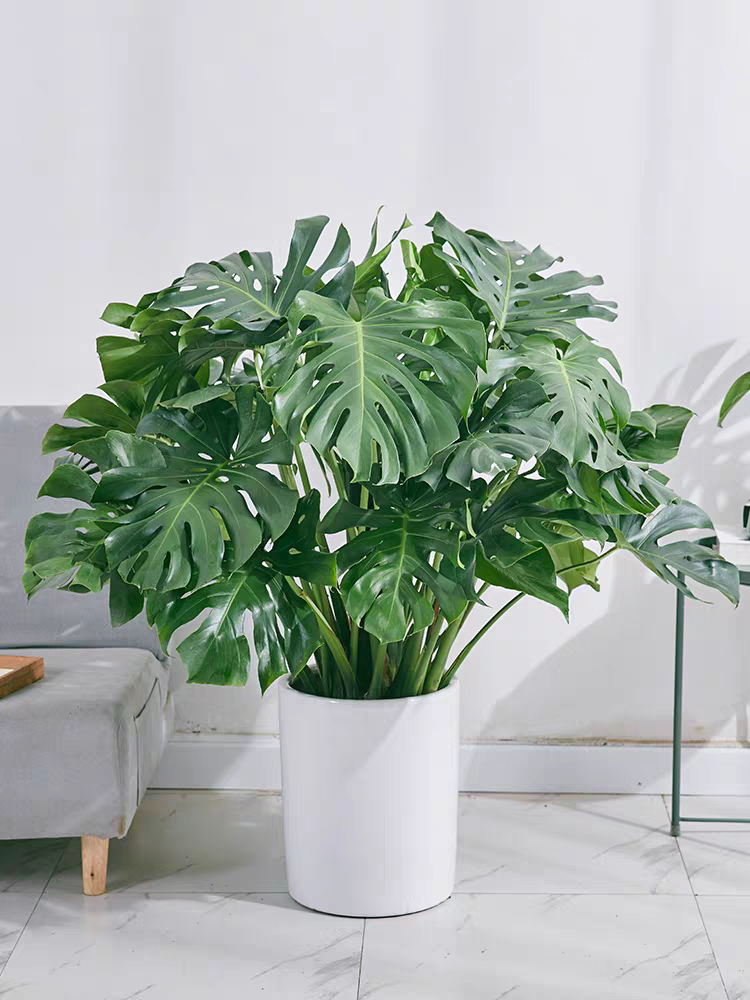 【花仙俏】丛生龟背竹盆栽绿植客厅北欧大型除甲醛植物办公室植物