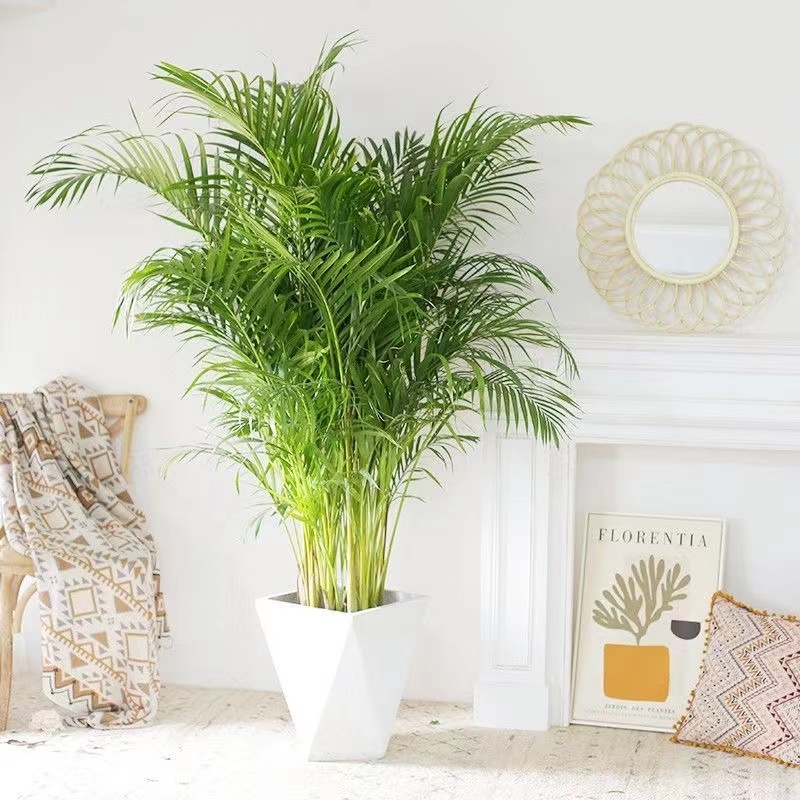 1.8-2m散尾葵净化空气植物室内客厅凤尾竹居家绿植盆栽室内