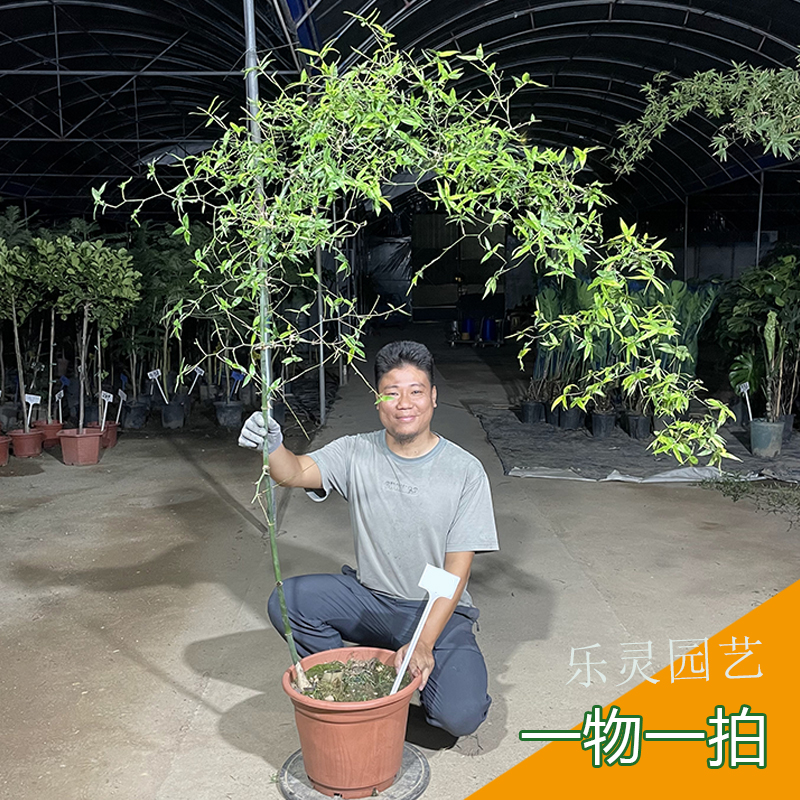 小叶簕竹成品盆景一物一拍老桩盆栽熟桩老竹子文人茶室飘枝桌面