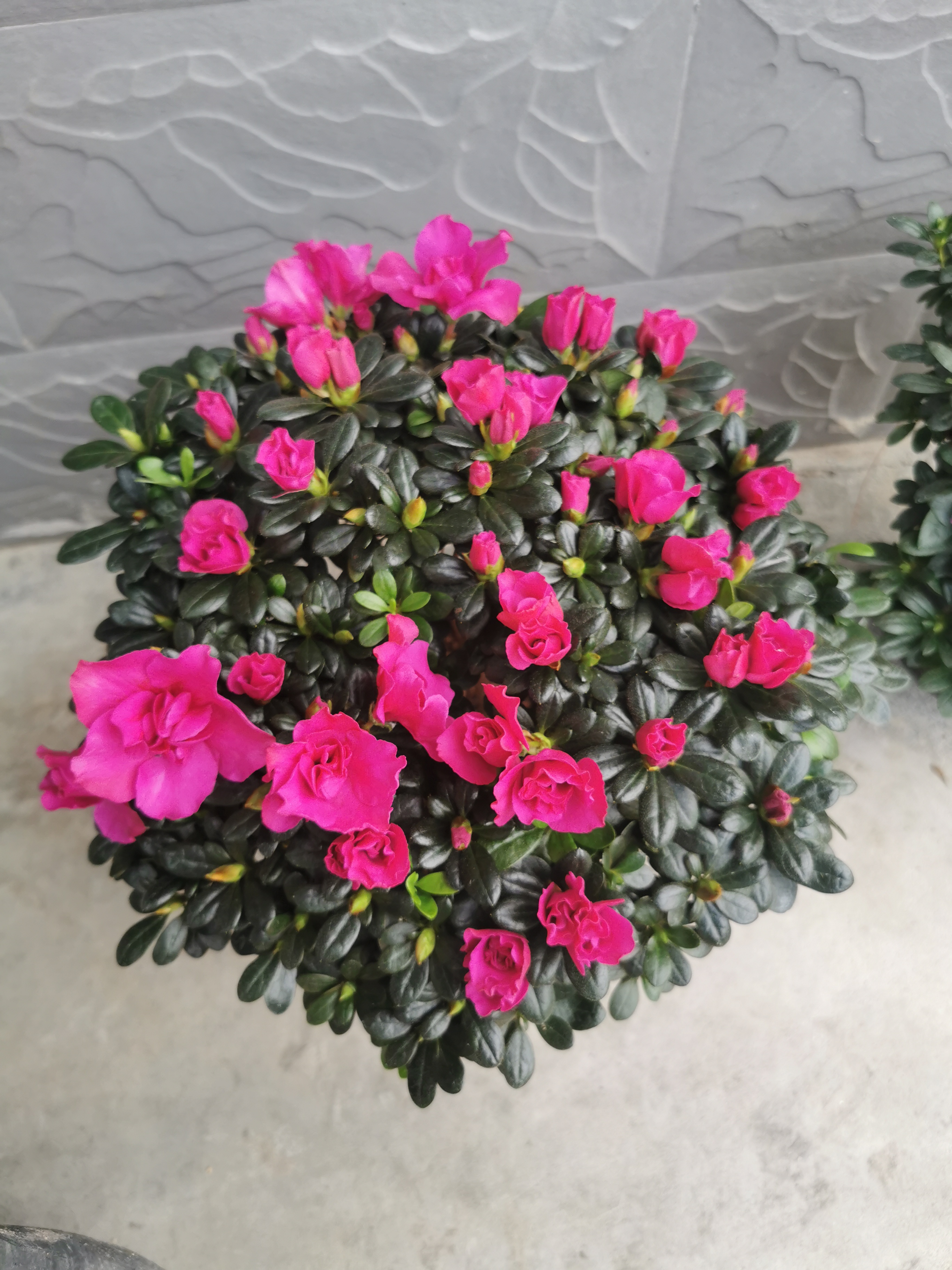 紫色造型杜鹃花 紫气东来 四季常青 多季开花