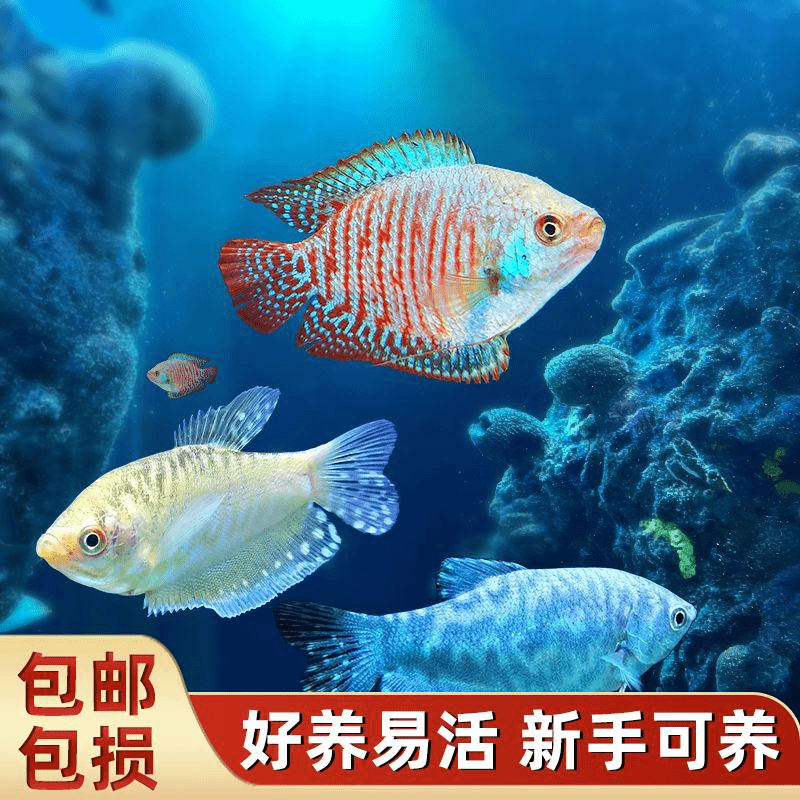 曼龙鱼活体蓝曼龙黄曼龙七彩丽丽鱼热带淡水观赏鱼好养耐活不打氧