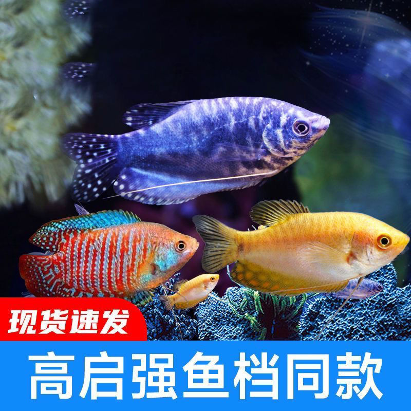 丽丽鱼曼龙鱼蓝黄吃蛋白虫观赏鱼活体鱼淡水热带观赏金鱼大全七彩