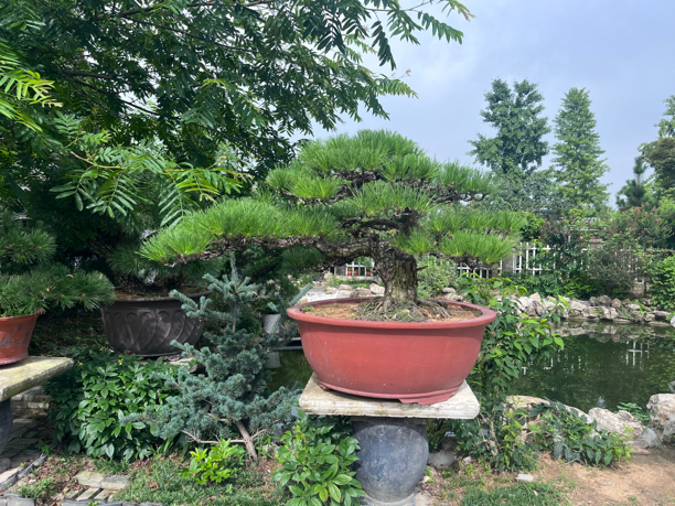 黑松盆景，舍利干造型