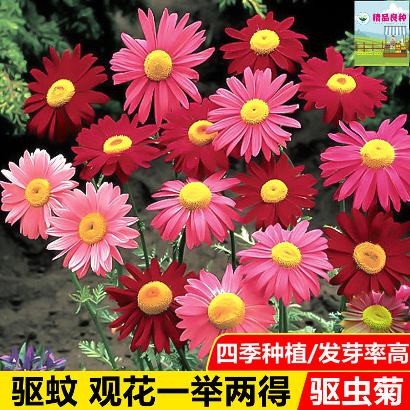 除虫菊种子驱蚊草驱虫菊花种子多年生驱蚊植物四季播防蚊虫花种子