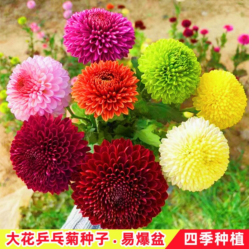 乒乓球菊种子七彩球形糖果菊花四季开花易活室内外庭院盆栽花种籽
