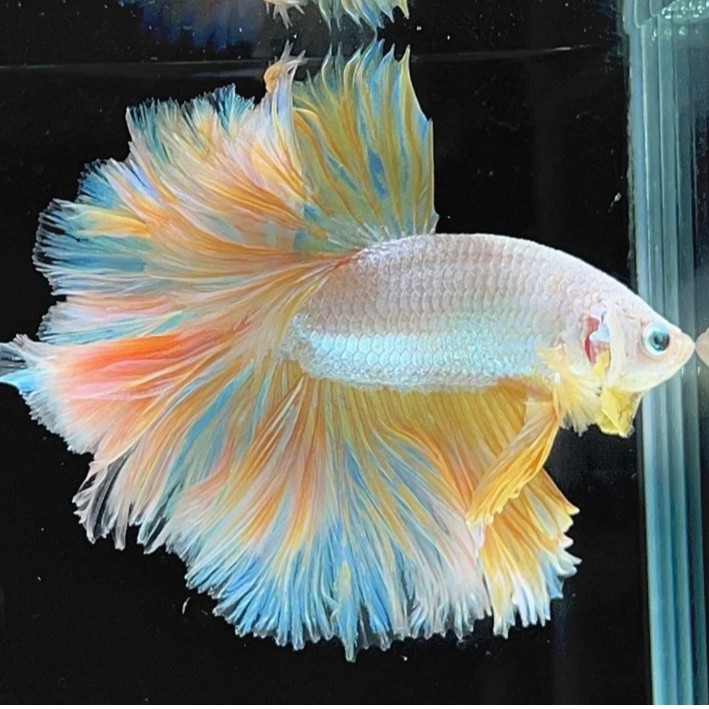 【01-72号】【直播选鱼】【按照号码选择下单】精品泰国斗鱼 宠物鱼