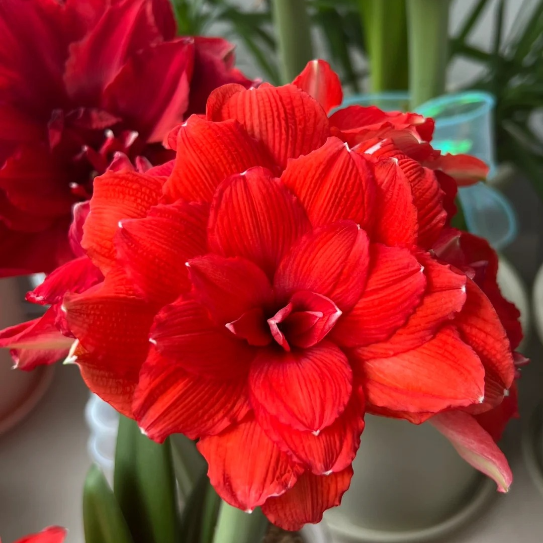 【佳乐专属】朱顶红 蒂卡角龙 28/30 种球进口重瓣球根花卉