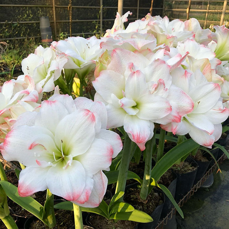 【佳乐专属】糖果黛丝5+ 国产朱顶红球根花卉室内阳台庭院