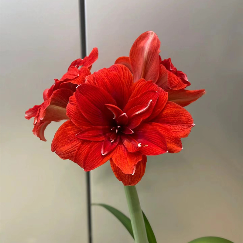 【佳乐专属】双龙7+ 朱顶红国产球 重瓣正红色 阳台庭院多年生