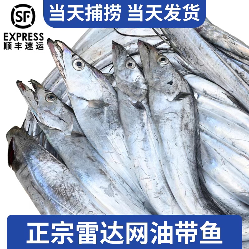 【热气带鱼】东海带鱼海捕带鱼新鲜顺丰冷链发货
