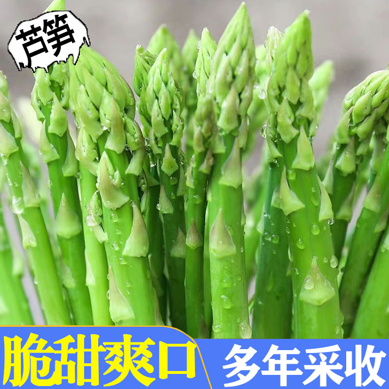 芦笋种子多年生阳台盆栽庭院地栽多季可种植新种耐寒抗热蔬菜种子