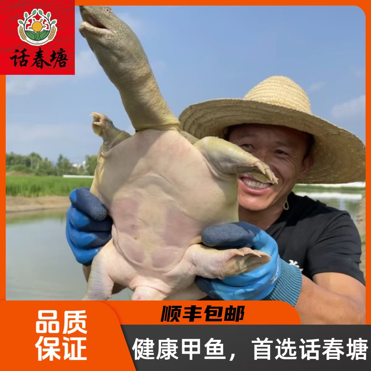 安徽 怀远 话春塘 珍品黄河甲鱼