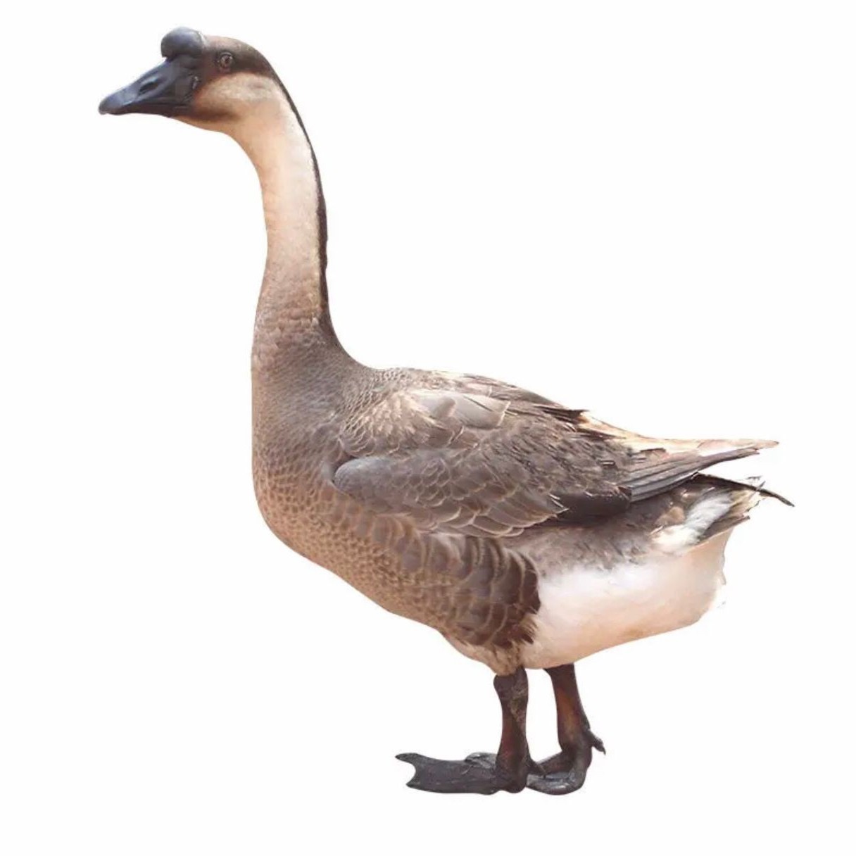 清远山水养/乌棕鹅/三年臻品老鹅公/净重约6-7-8斤/要识食识煮!