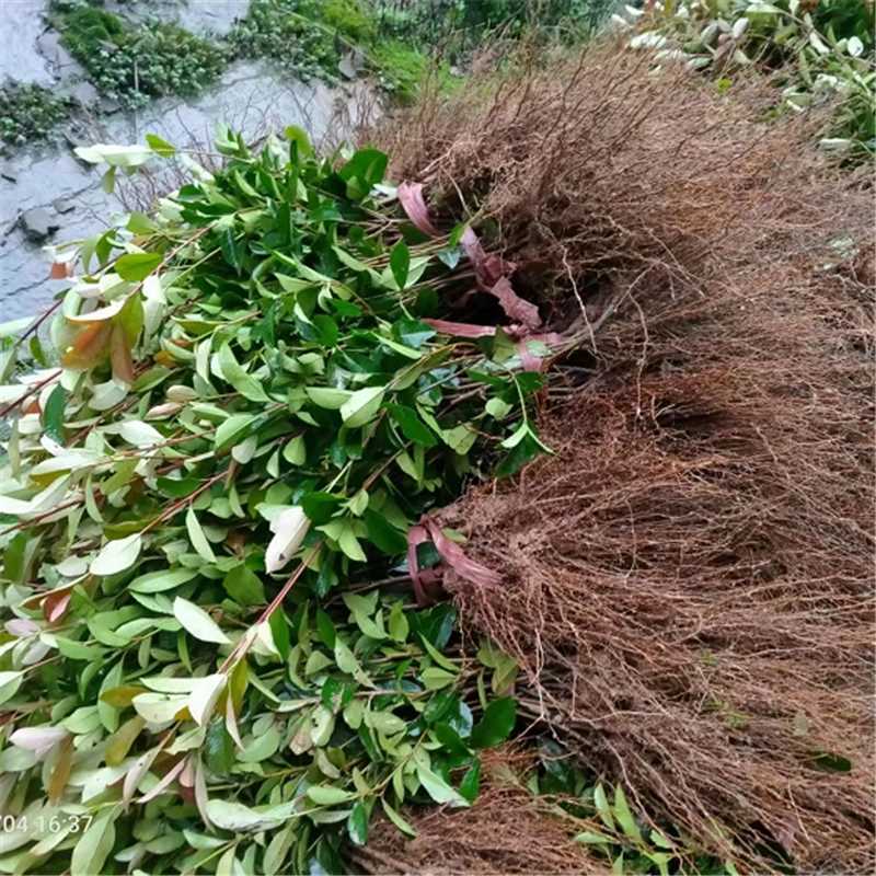 红叶石楠绿植H30-50Cm50株