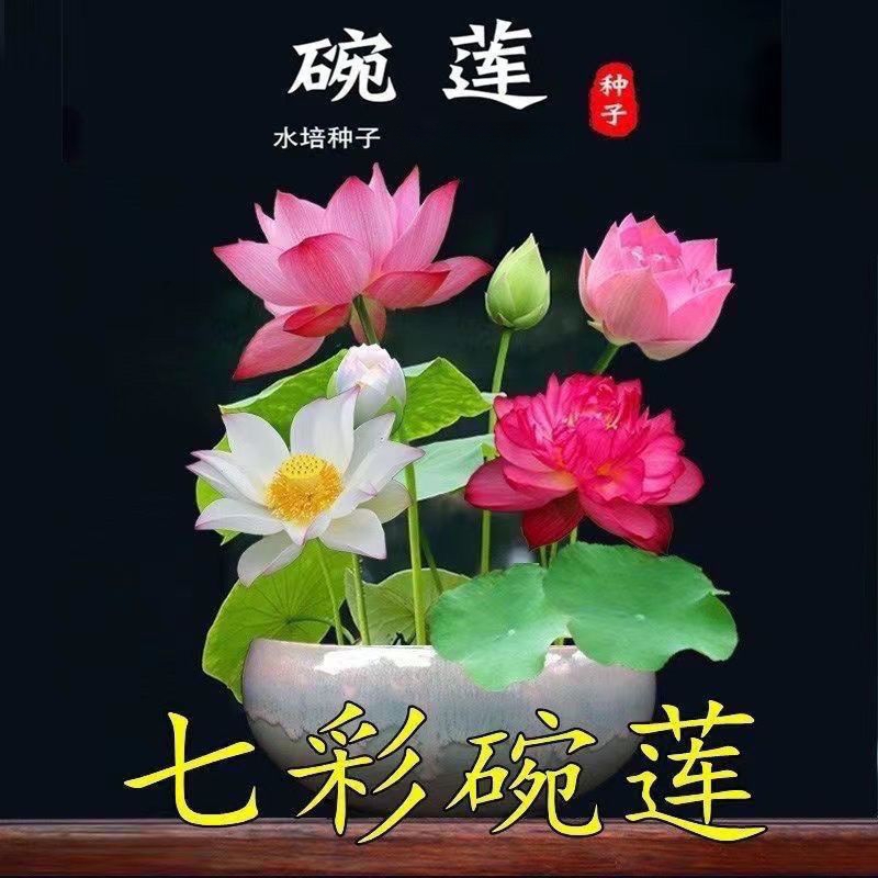 碗莲种四季开花水培水养绿植睡莲荷花无土盆栽花卉