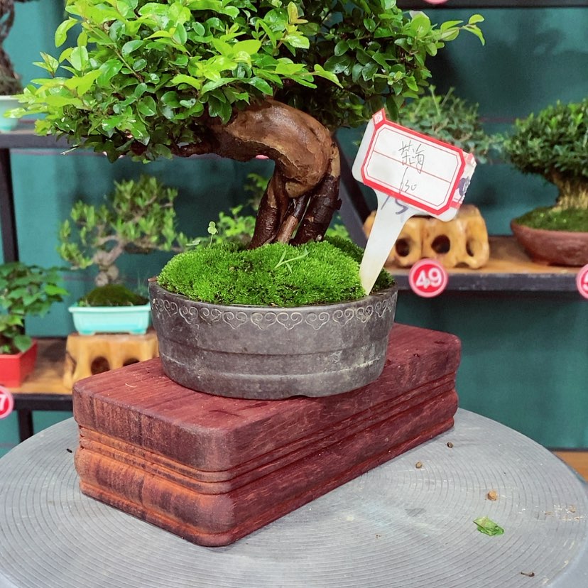 【闪购商品】茶**7