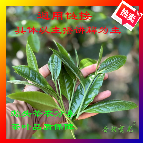 【通用链接】2010年冰岛樟香熟茶砖 普洱茶 包邮 （砖茶）