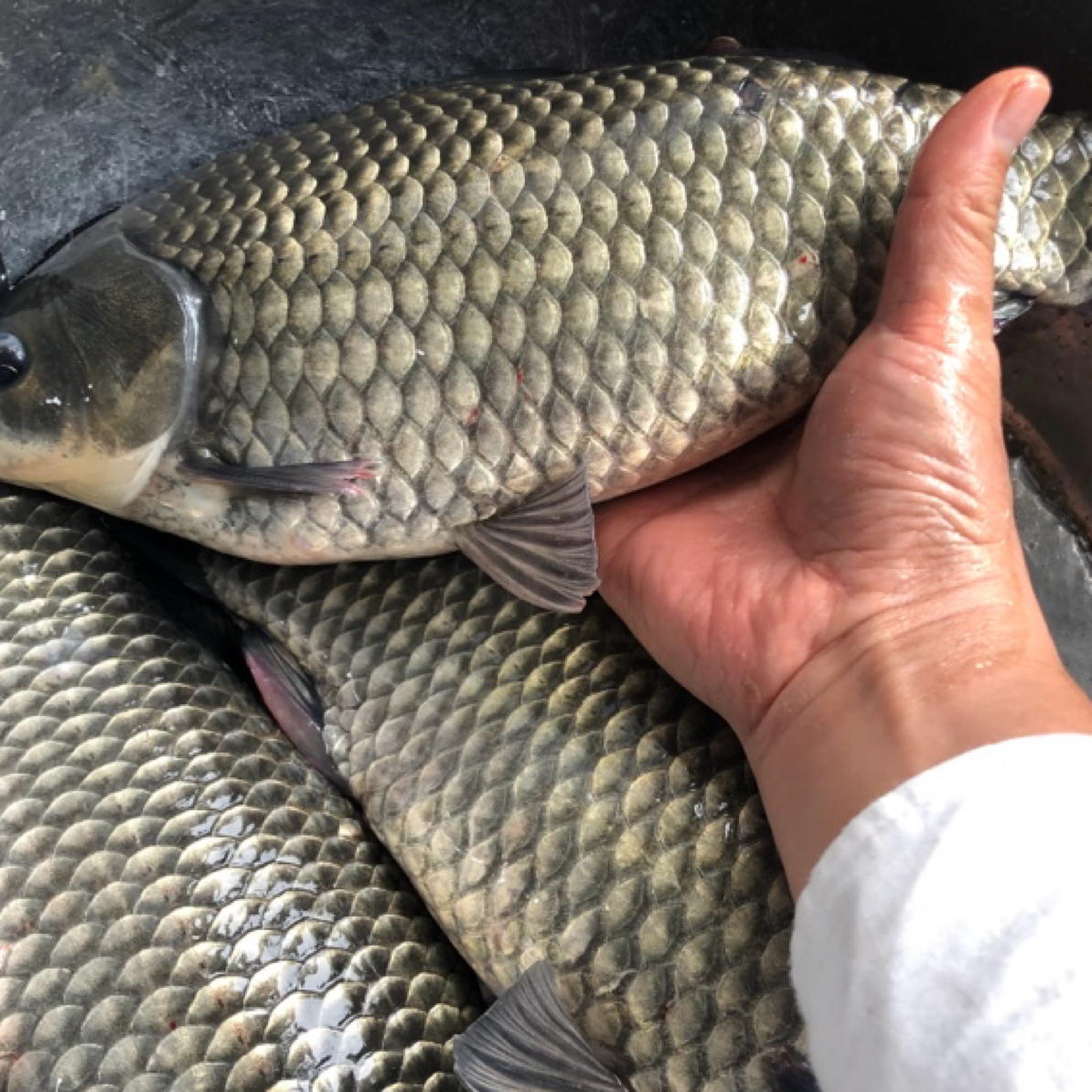 【顺丰快递】中科5号鲫鱼 大板鲫 淡水宠物