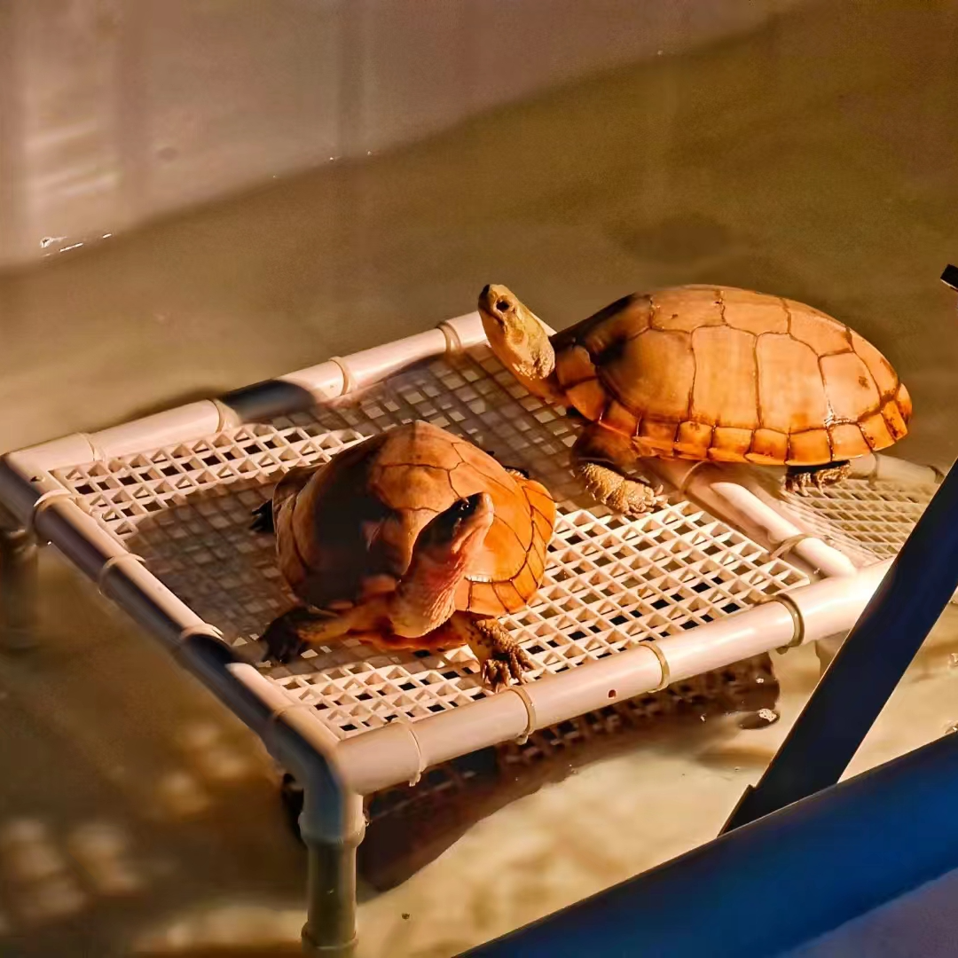 高端仿野小青，纯皖喉，纯种小青龟。