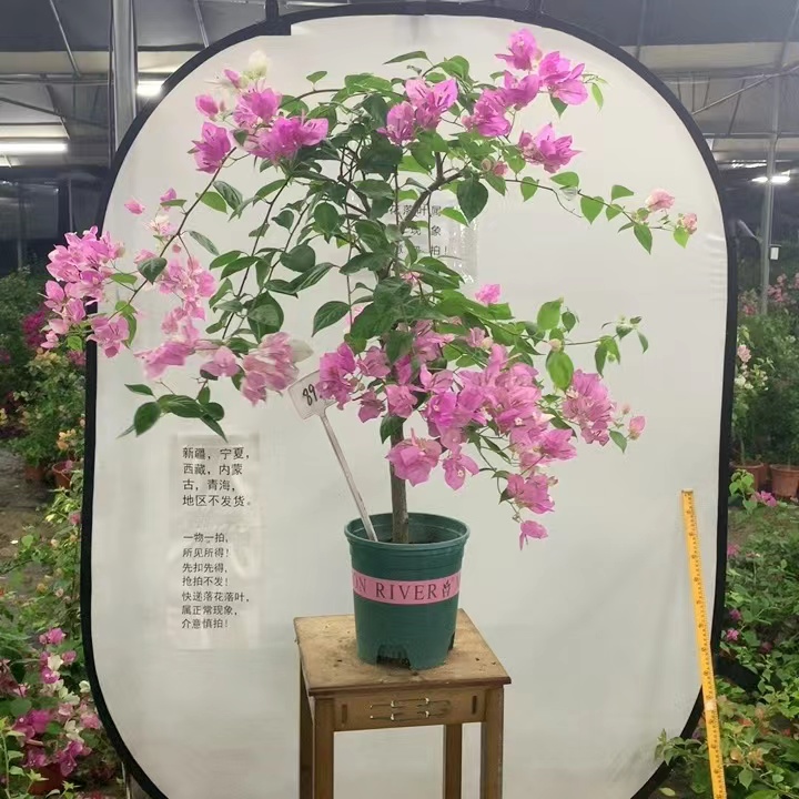 【花华园艺】三角梅一物一拍 勤花好养四季开花地栽庭院阳台楼顶