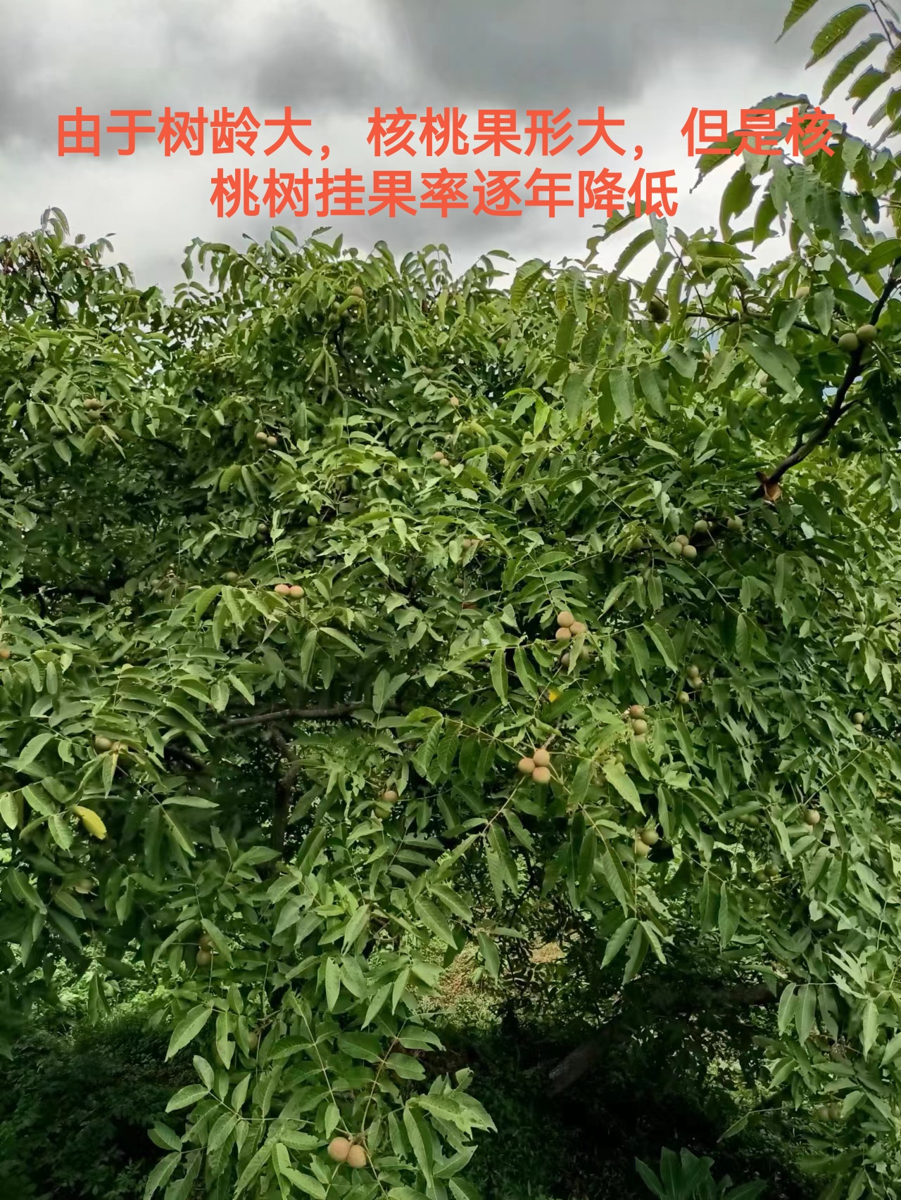 2025年鲜湿核桃带青皮2斤大果