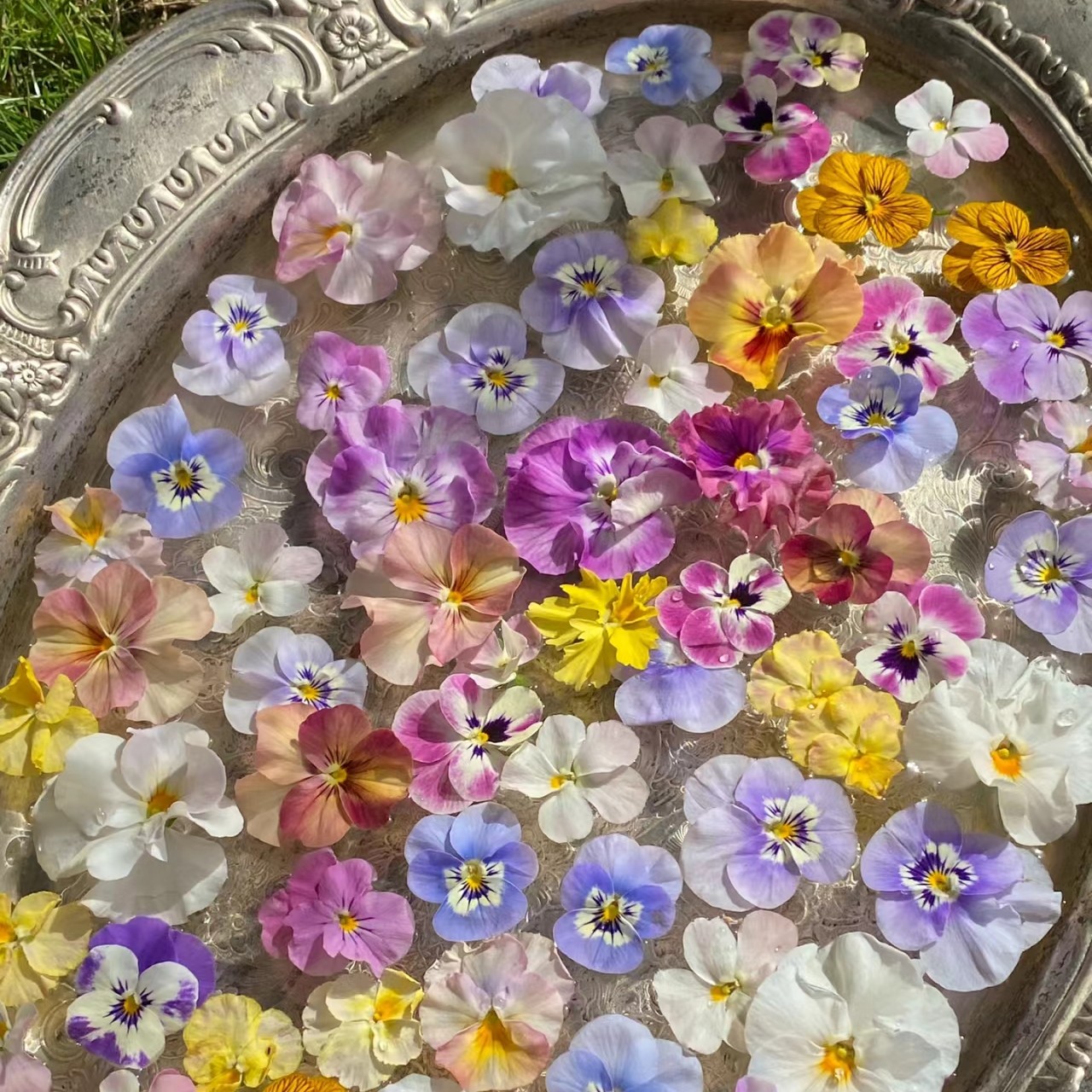 【角堇＋报春混色20株】超好看耐寒冬天花卉