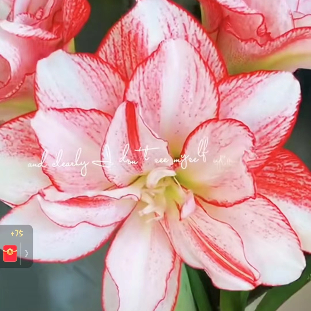 朱顶红花卉 条纹4+