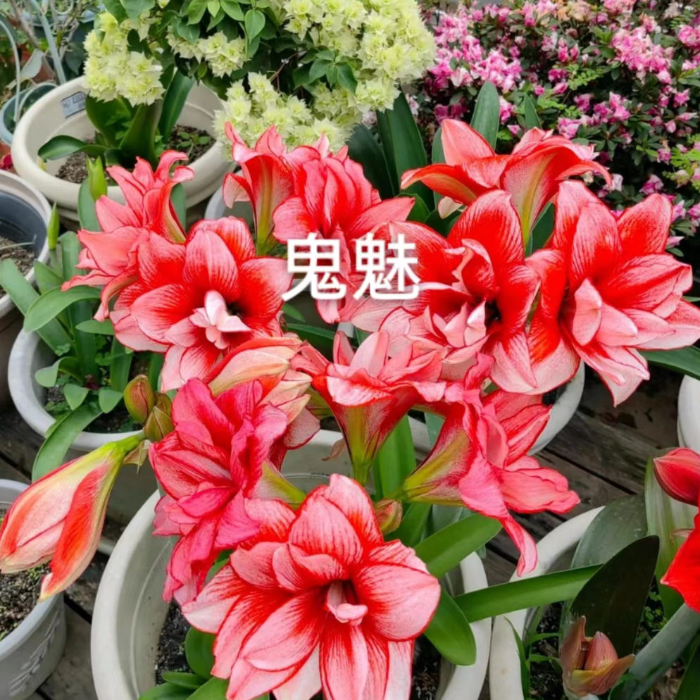 朱顶红花卉鬼魅2+