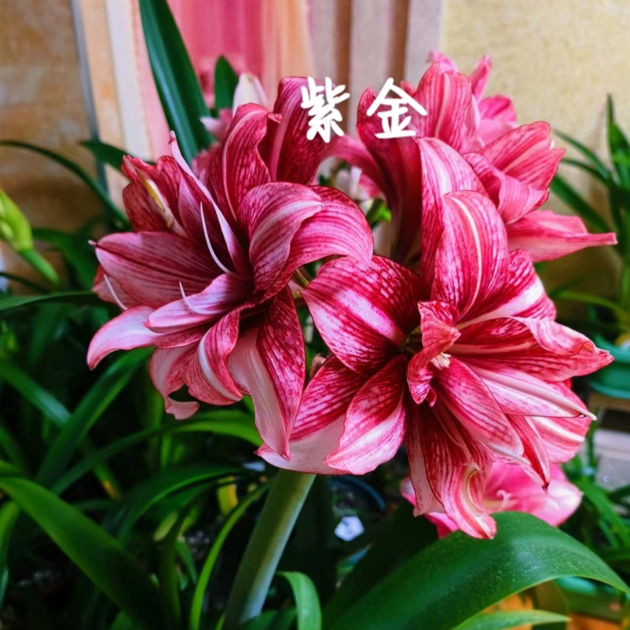 朱顶红花卉 紫金2+、3+