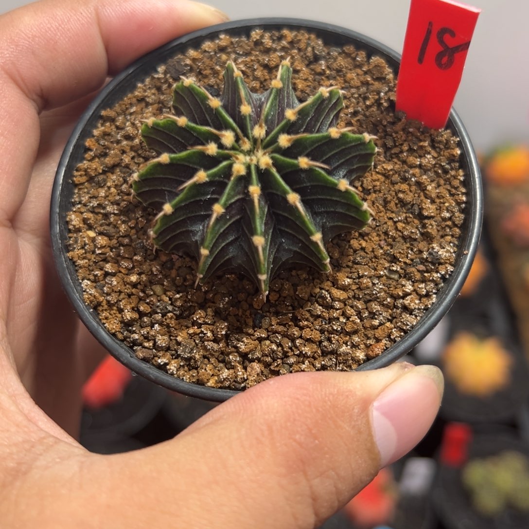 渐变黑肋骨——（默认脱土发货）双11福利款