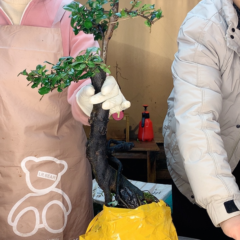 【闪购商品】紫*金弹子是不是真的不