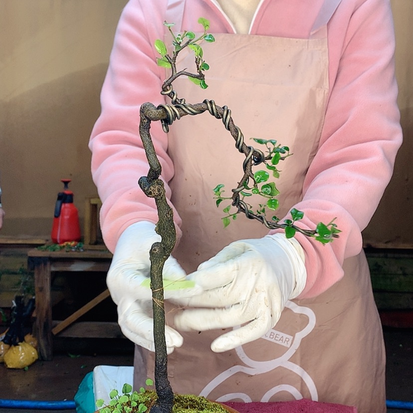【闪购商品】招***君金弹子的感觉是一