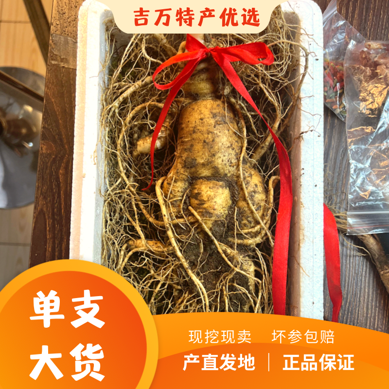 6号【大单支】东北长白山原产地正宗大单支可送礼泡酒包邮新鲜人参